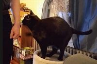 わんこのように毎回きちんとお座りしなおしておねだりします。