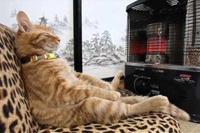 ストーブの前に大股開きで温まるネコの表情にご注目！