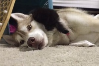 大きなハスキー！子猫なら十分顔だけで遊べちゃう～！！

<blockquote class=