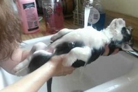 お湯を浴びているわんこのこの表情がなんとも気持ちよさそうで！