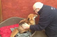 体中を摺り寄せて愛情表現をするんですが、キツネってこんななの？？