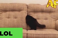 なぜかネコは隙間に入りたがる・・・が実証されました！