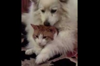 ニャンコ、よっぽどぺロペロに我慢ならなかった感じですね…残念！！。