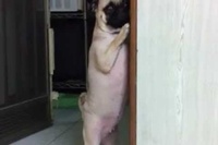 飼い主の大きな声を聞くやいなや、そーっと身を隠します！