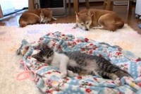 眠りそうな子猫にぬいぐるみを渡すと、ギュッと抱っこします！！