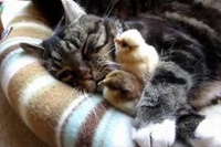 ネコの腕の中だけでなくなんとネコとネコの間にも挟まってた～！