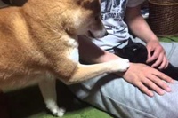 分かりやす～い特にわんこの気持ちが面白すぎです！。