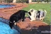 プールにボールが落ちたら協力して拾う、これがわんこのやり方だ～！。