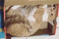 ちょうどいい箱があったら迷わず入ります！乗ります！