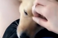 かわいいのか支配されているのか…なでなでエンドレス～！！