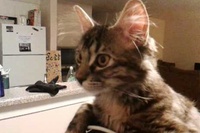 同じ目線で一緒に画面を見たいのかな？これもまた個性ということで。