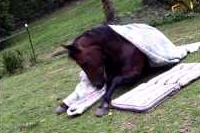 布団を自分でせっせとかけて、まるで人間みたいなお馬さんです！