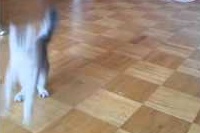 滞空時間が長く感じてなんだかアニメ見てるみたいですね。