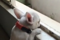 窓辺からじーっと外を眺めるわんこ、これたまりません！