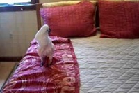 お母さんに無理やりのせられたとはいえ最後はノリノリでした！