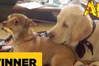 完全にこのチワワにもてあそばれているラブラドール…涙。