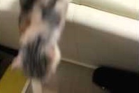 ご飯食べたい人この指とーまれ！にちゃんと返事もしてとまってます！！