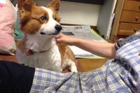 なでなで大好きなわんこですが、もうこうなったらエンドレスです！