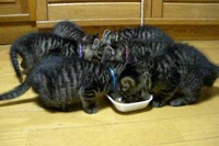 そんなにおいしいのか～と思わず感心するほど！確かに言ってます！！