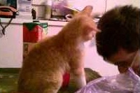 何ともかわいいポンポン！これは何？マッサージ？！