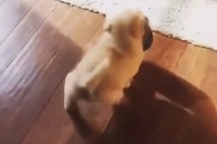 体半分くらいの大きさのお皿をくわえて歩いてきます！