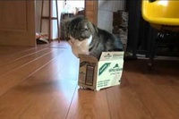 こんな小さな箱でも見るとどうしても入りたくなるらしいです！！