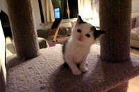 とにかく可愛い子猫のお返事に目が離せなくなってしまいます！