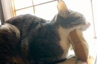 パン型クッションに器用に顔だけのせて寝ています！