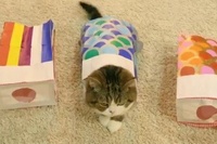 ちょっと小さ目の紙袋型こいのぼりですがいい感じで入ってます！