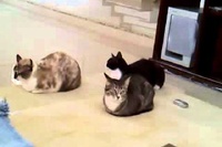 3匹のネコたちは自分の名前をちゃんと分かってるんです！
