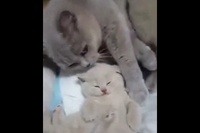 やっぱり肉球の匂いは魔法が隠されているのかも！？