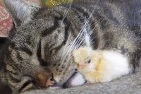 寝ているネコの隣でうとうとしているひよこ、たまらん～！！。