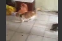 やられる！と思ったら立ち向かっていくのが野生の本能なのかな。