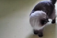 歩くと現れる足跡、しかしそれは跡形もなく消えてしまうのだった…笑。