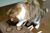 モグラを捕まえたい衝動が見え隠れしてて面白すぎです！