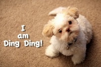 子犬が頑張ってパンチしようとしてるけど、ただ可愛すぎるだけです！