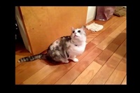 わんこが撃たれてするポーズですが、ネコちゃんもできるんですね！。