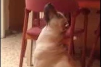 きっと前世は騎士とか国王に使える仕事をしていたのかも！？