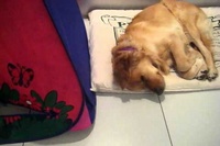 隠れながら遊ぼうよ～と言ってみたり寝てみたり～！！