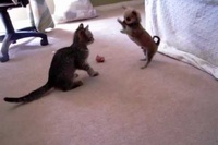 どちらもまだ子供同士で遊んでいるのでこんな風になっちゃうんですね。