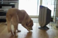 ボールを持ってきてというとこうなっちゃうんですね！！