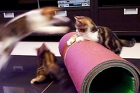 次から次へとパフォーマンスを見せてくれるにゃんこたちです！