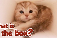 ニャンコに箱を与えただけでこんなにかわいいなんて！