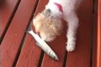 初めて見る魚に興味津々のわんこでしたが突然の出来事に大慌て！！