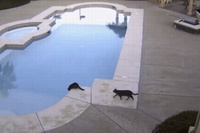 そっと後ろから近寄ってニャンコをプールに突き落した！