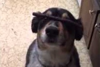 あれ？あれれれ？という声がどちらのわんこからも聞こえてきそうです。