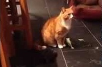 カメがネコを追いかけてはのろのろながらも頭突きしています！！