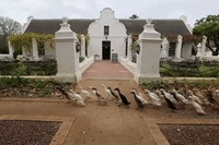 ものすごい数のアヒルがものすごい勢いで移動してます！