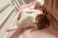 何か一生懸命やろうとしているネコちゃんが面白すぎる！