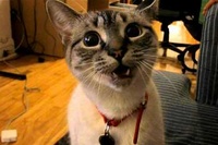 人の遠吠えの声を真似て頑張ってるのですが声が可愛すぎです！